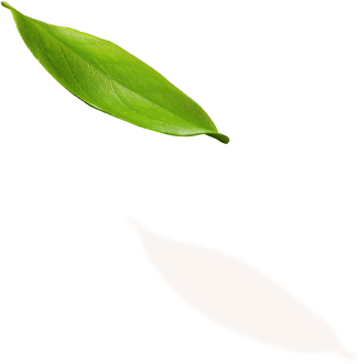 L Cosmo